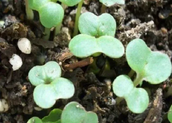 植物育苗|苏子几天出苗 播种到发芽出苗时间