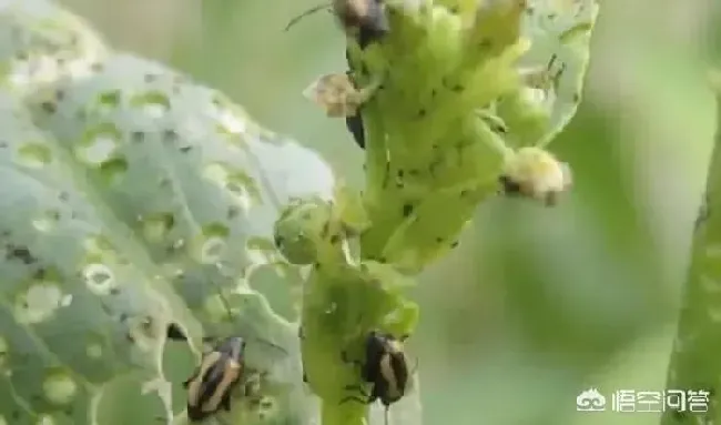 植物虫害|蔬菜黄曲条跳甲的防治措施（防治黄条跳甲特效药与方法）