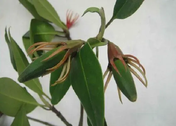 植物百科|海莲是什么样子的