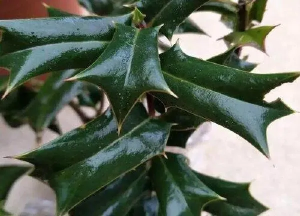 盆景|枸骨盆景养护方法和管理常识 用什么土栽培最好