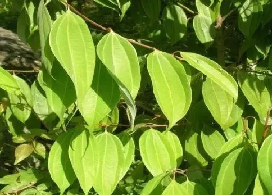 植物种类|桂花和肉桂是一种植物吗