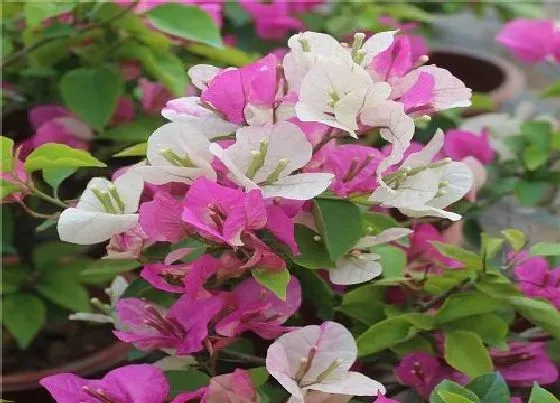 植物施肥|三角梅底肥放什么肥好 底肥施用方法