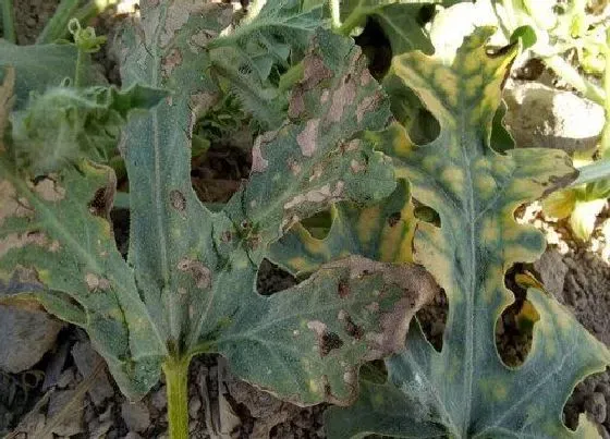 植物病害|西瓜青枯病用什么药