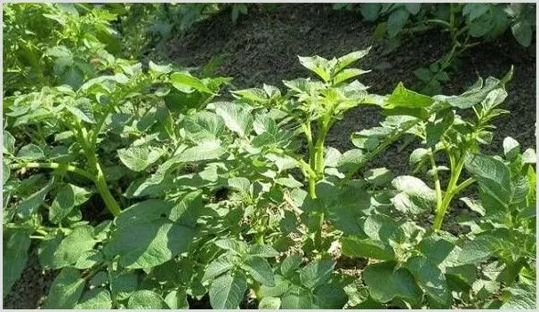 土豆幼苗期如何管理?注意这四大技巧! | 种植资料