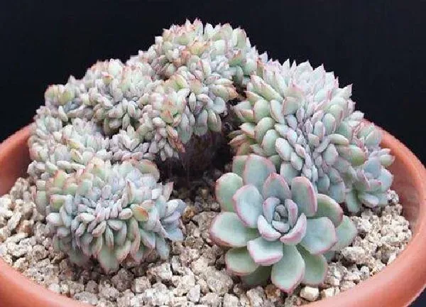 盆景|花月夜老桩养殖方法与养护事项