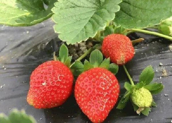 养殖方法|草莓水培好还是土培好