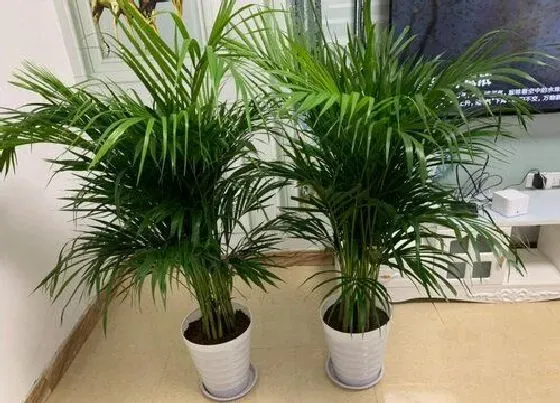 植物种类|竹子品种盆栽有哪些 盆栽竹子的种类