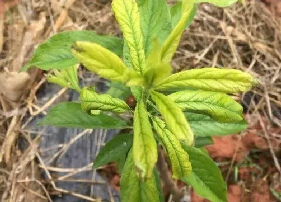 种植管理|李子树苗怎么栽 刚买来李子树苗的种植技术