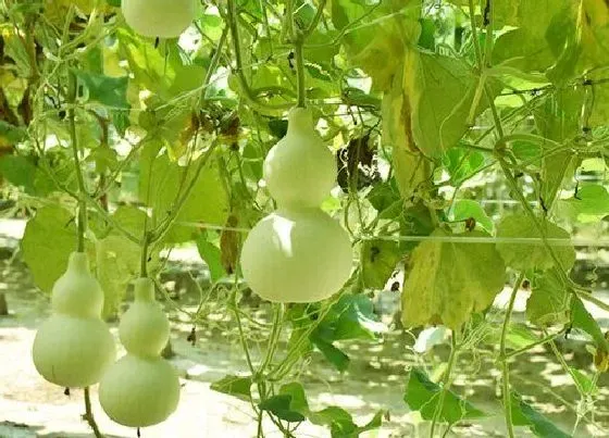 种植方法|葫芦的种植方法和时间