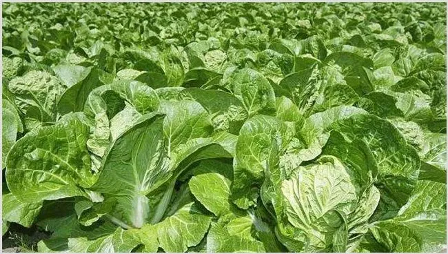 卷心菜怎么施肥？卷心菜种植备什么肥料 | 种植病虫害