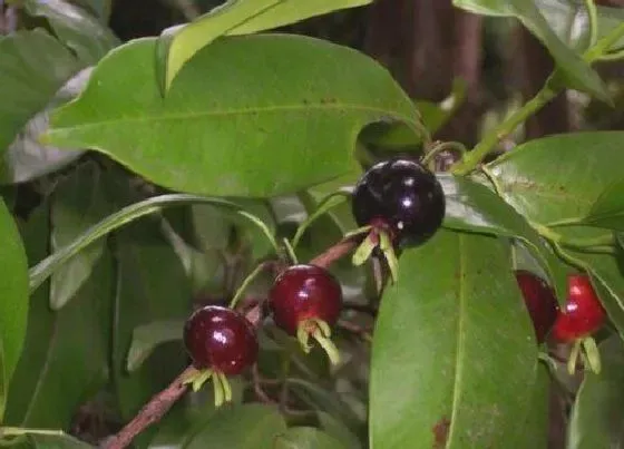 种植管理|巴西甜樱桃几年结果实