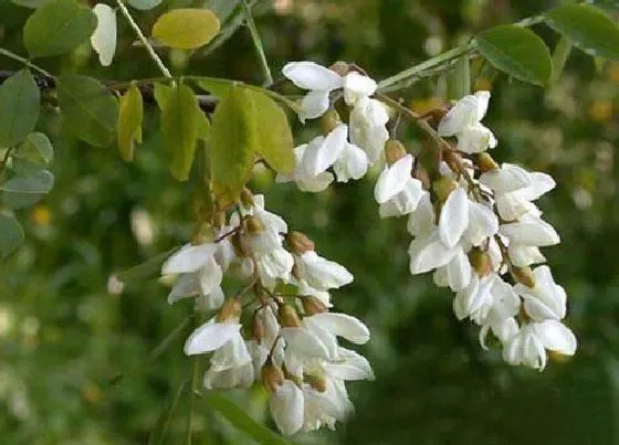 开花时间|刺槐什么时候开花 开放时间几月份