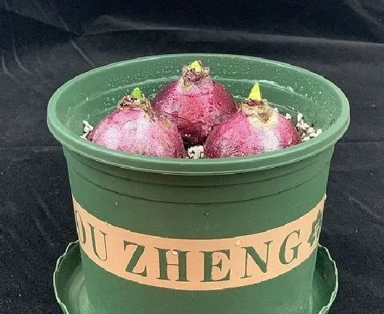 植物播种|风信子种子怎么种植 种植时间与方法全过程