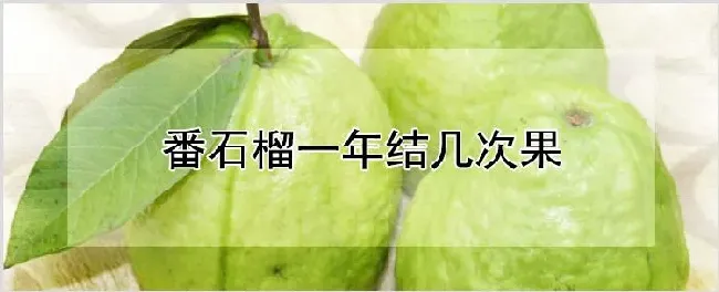 番石榴一年结几次果 | 耕种资料