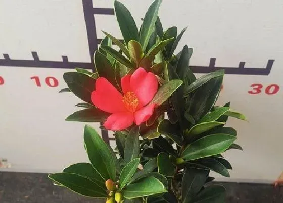 冬天植物|山茶花怕冻吗