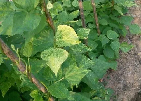 植物病害|豇豆花叶病症状及防治方法