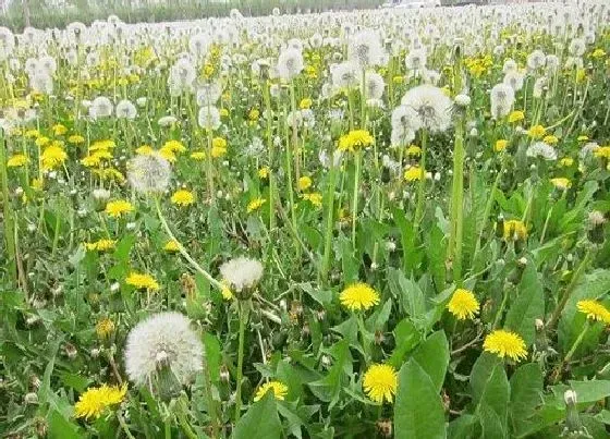花语|代表太阳的花