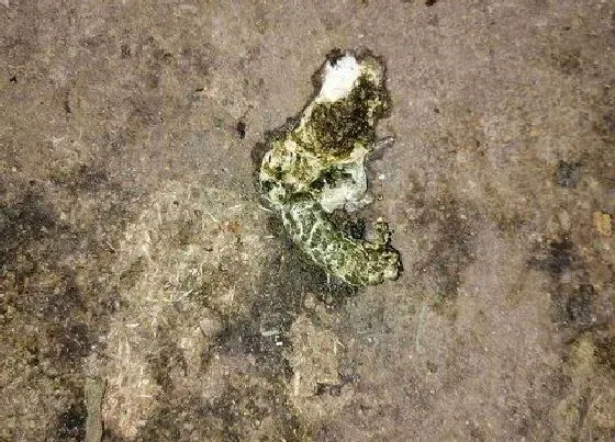 植物施肥|鹅粪可以做肥料吗