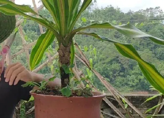 植物修剪|巴西美人怎么修剪方法