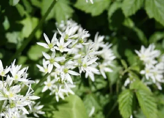 植物泡水|白芷可以泡水喝吗
