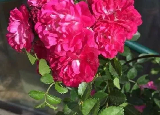 植物毒性|蔷薇花香有毒吗