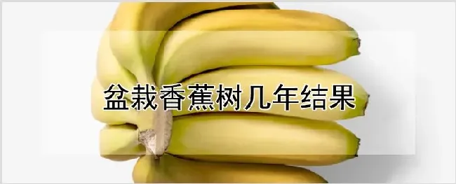 盆栽香蕉树几年结果 | 农业技术