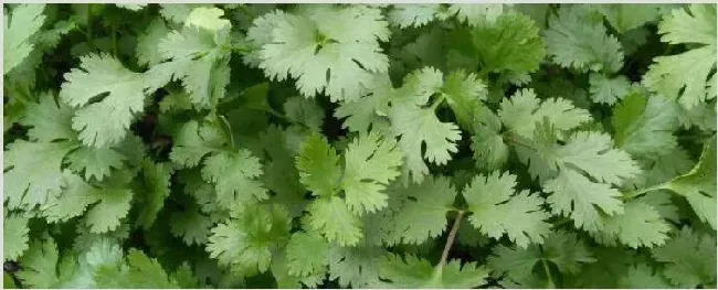 香菜根可以水培吗 | 自然知识