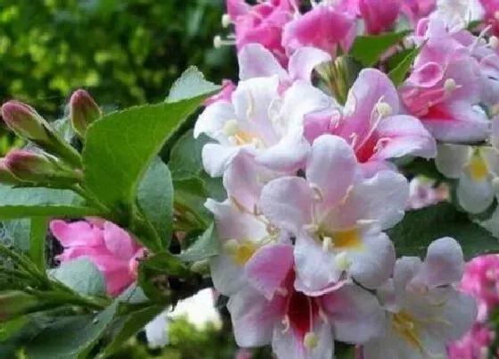 开花时间|锦带花什么时候开花 花期在几月份