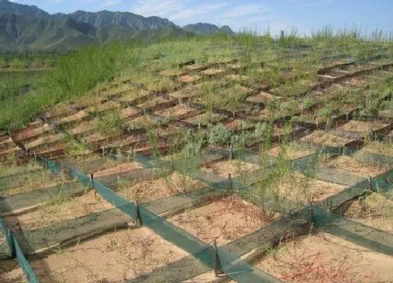 植物排行|高山植物有哪些