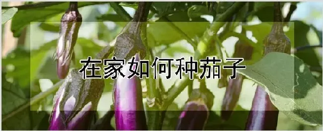 在家如何种茄子 | 养殖技术