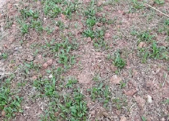 植物育苗|菠菜几天发芽出苗 种上多久才能生芽
