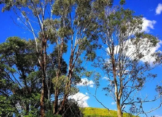 种植管理|桉树生长速度快慢 一年能长多少