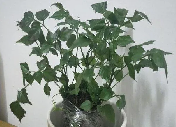 植物浇水|隔夜茶水可以浇幸福树吗