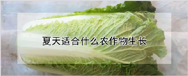 夏天适合什么农作物生长 | 自然知识