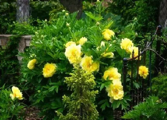 种植百科|芍药花什么时候栽种合适 栽种时间和管理