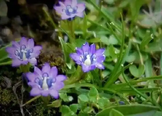 习性特点|龙胆草是什么样子的