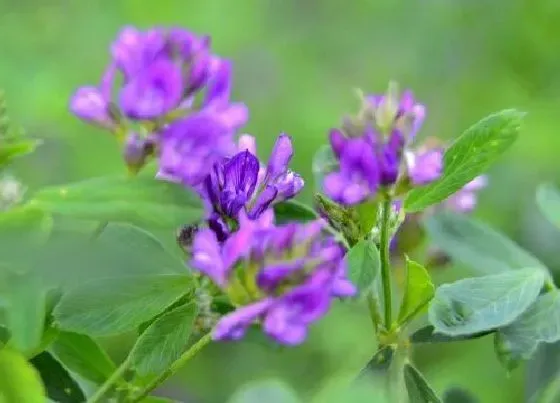 植物寓意|象征光明和希望的花 花语寓意代表着希望和光明的花