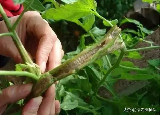 植物病害|番茄溃疡病最佳治疗方法（番茄溃疡病打什么药最有效）