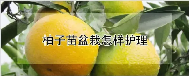 柚子苗盆栽怎样护理 | 农业技术