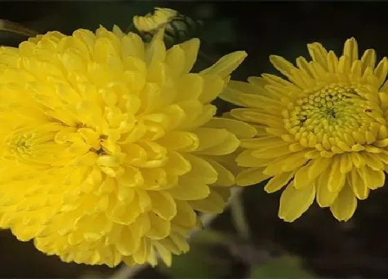 植物寓意|黃色菊花花语代表什么意思