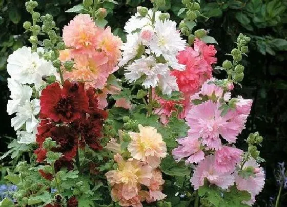 开花时间|蜀葵一年开几次花