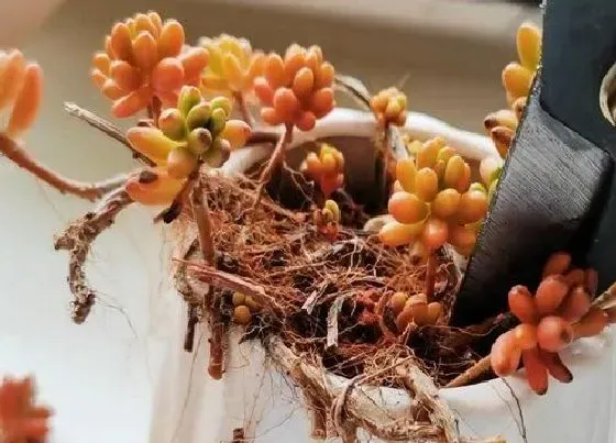 植物修剪|多肉虹之玉怎么修剪方法