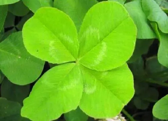 种植管理|苜蓿草的生长周期是多长时间