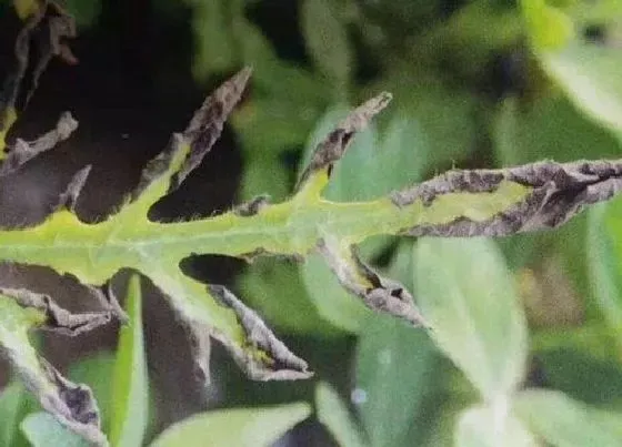 植物病害|草莓炭疽病的发病原因及治疗方法