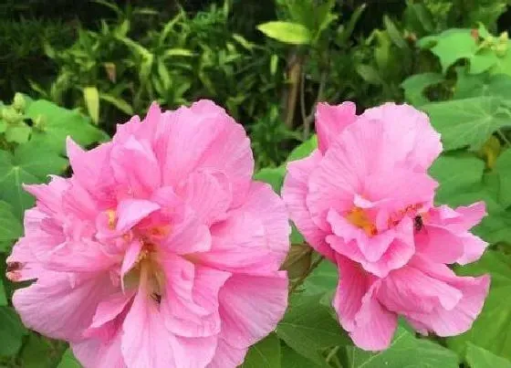 摆放常识|芙蓉花适合在室内养吗