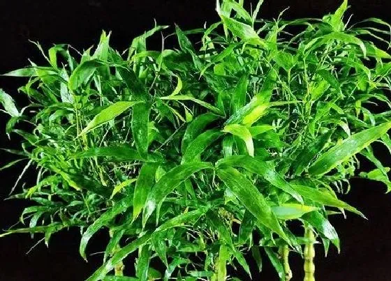 植物种类|竹子品种盆栽有哪些 盆栽竹子的种类