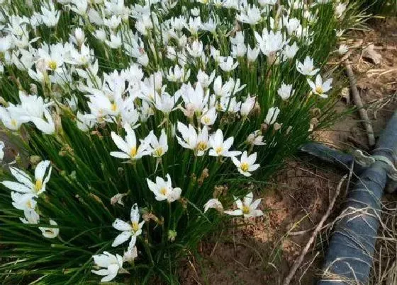 开花时间|风雨兰一年开几次花