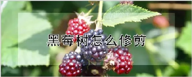 黑莓树怎么修剪 | 养殖技术