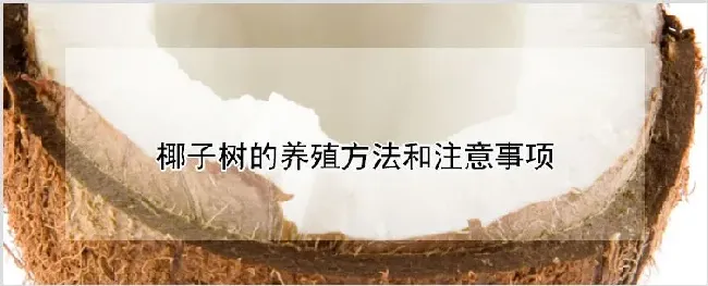 椰子树的养殖方法和注意事项 | 种植技术