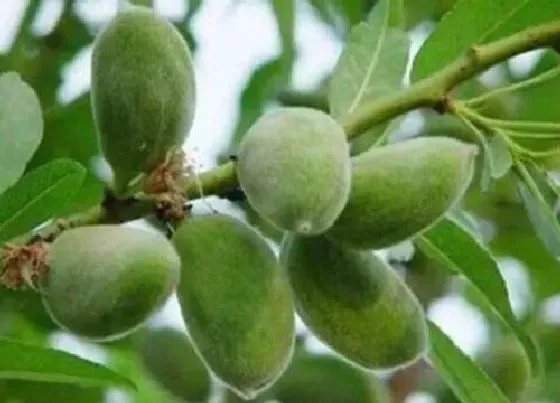 植物百科|南宁的市树是什么树